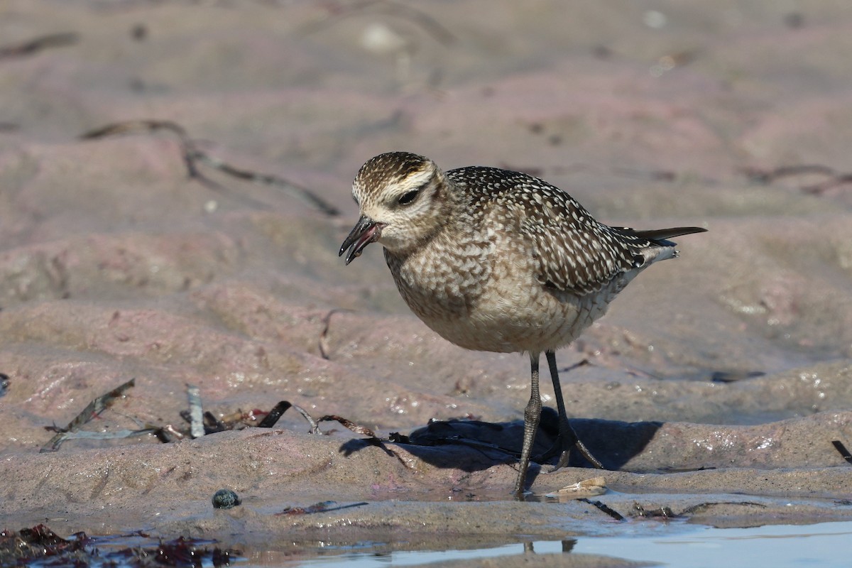 American Golden-Plover - ML642892386