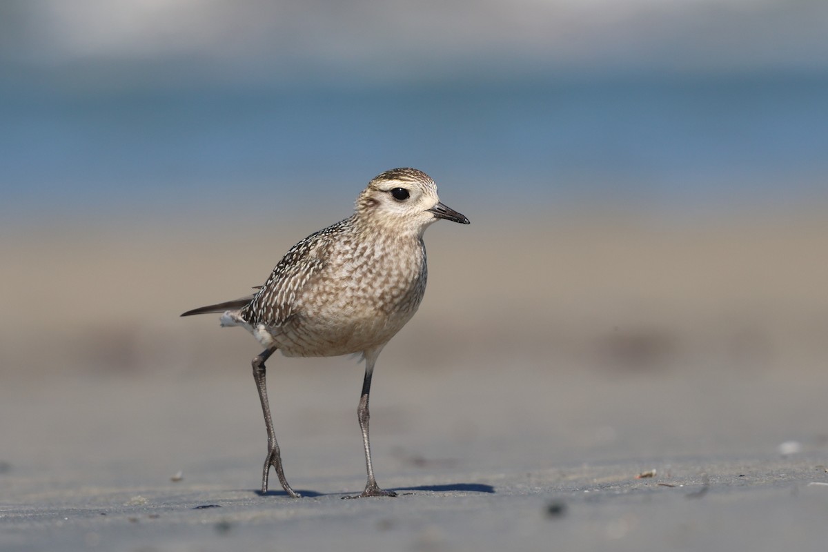 American Golden-Plover - ML642892387