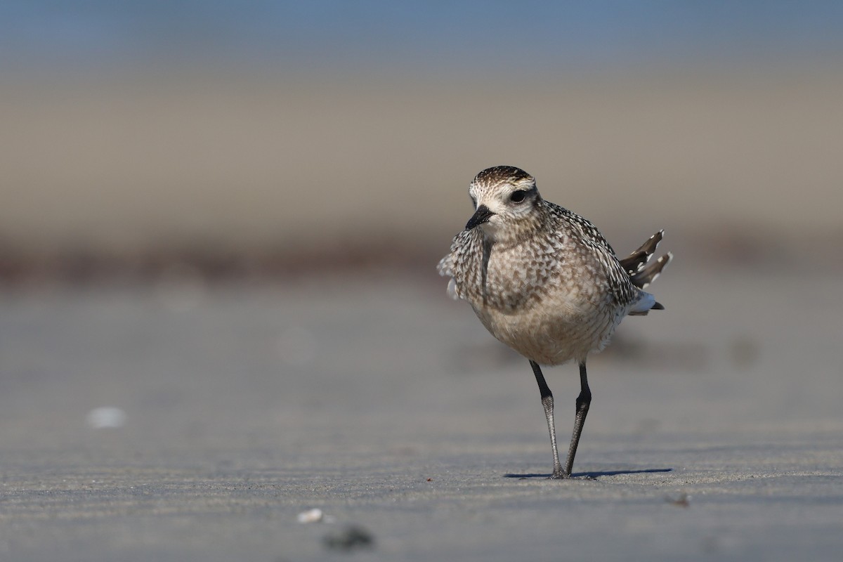 American Golden-Plover - ML642892388