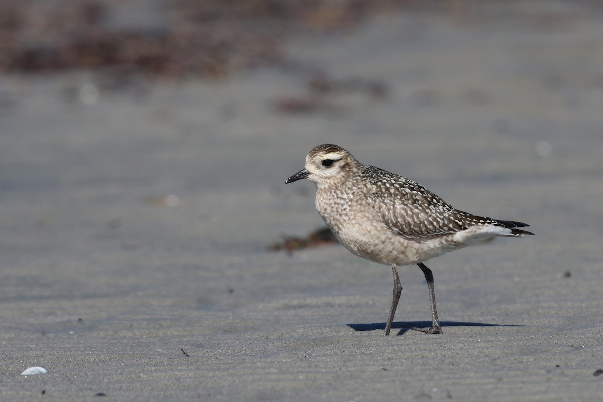 American Golden-Plover - ML642892389