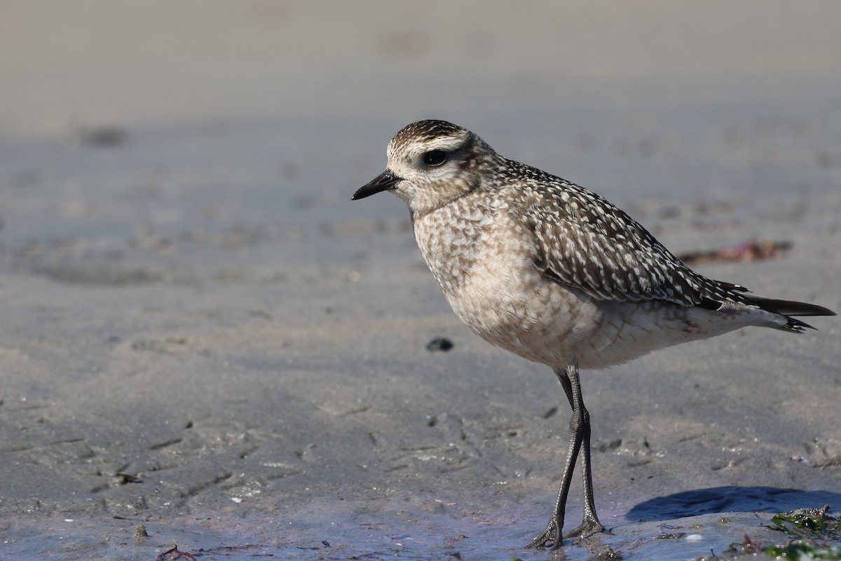 American Golden-Plover - ML642892390
