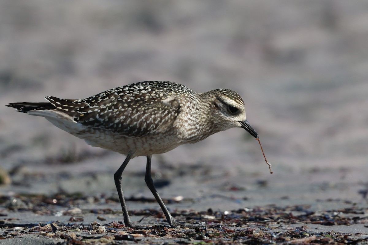 American Golden-Plover - ML642892391