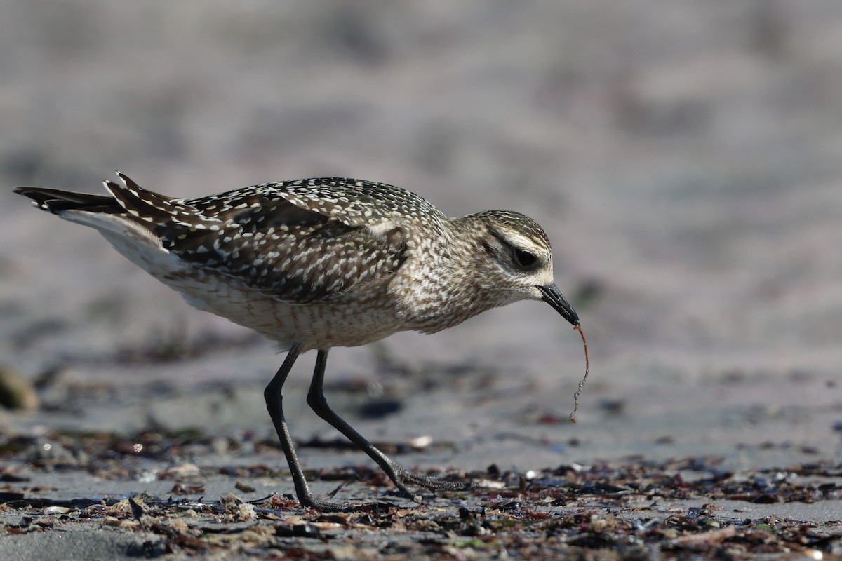 American Golden-Plover - ML642892392
