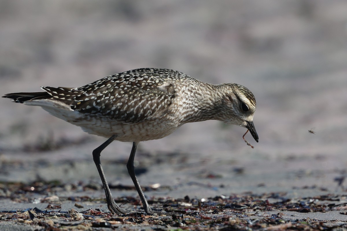American Golden-Plover - ML642892393