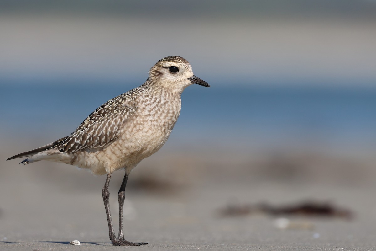 American Golden-Plover - ML642892394
