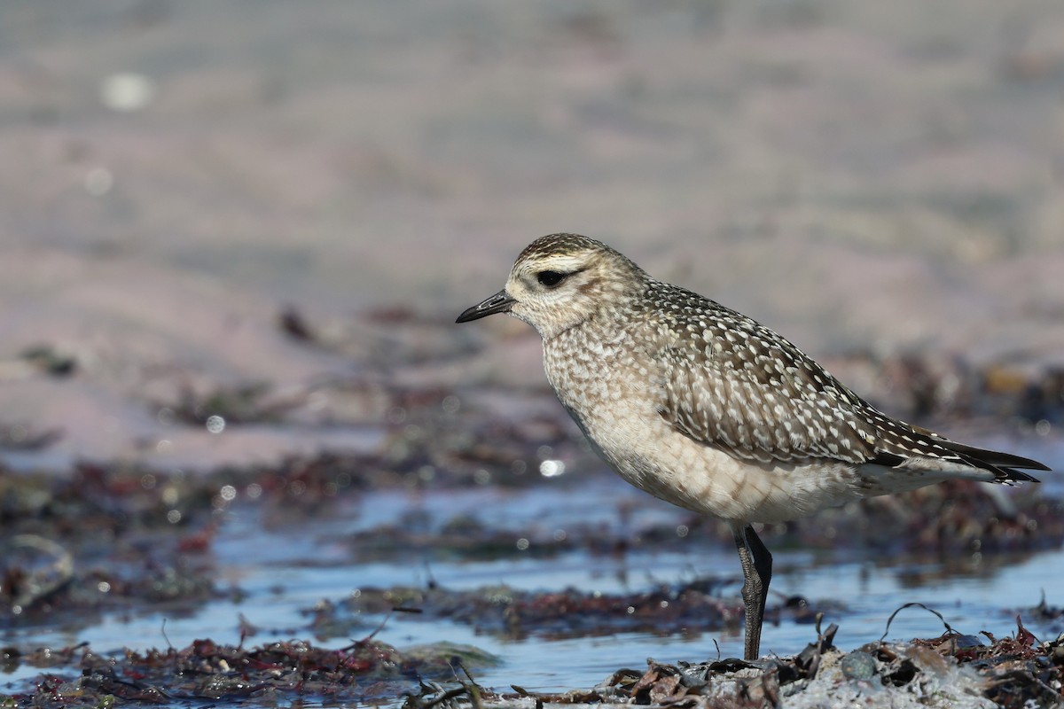 American Golden-Plover - ML642892395