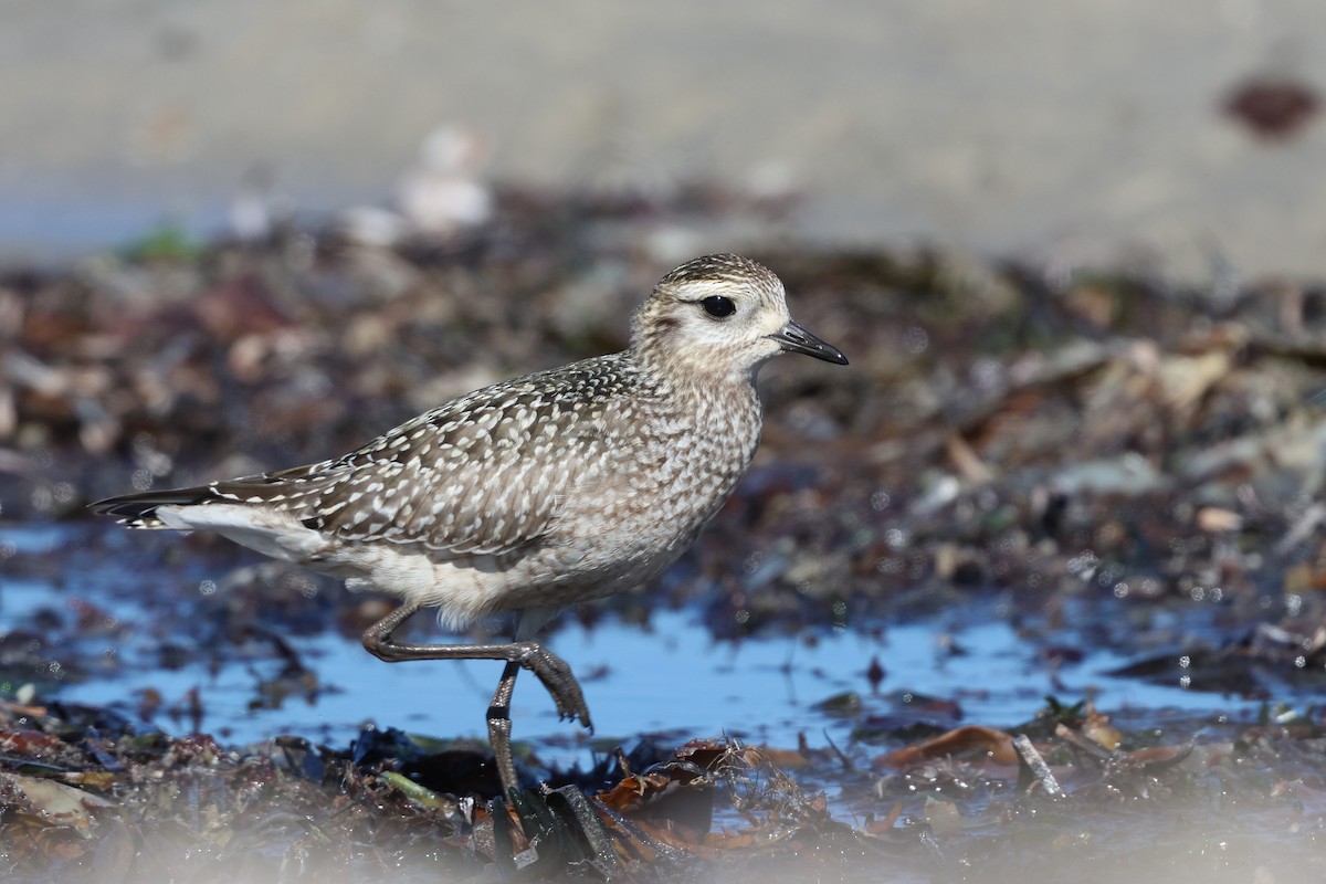 American Golden-Plover - ML642892396
