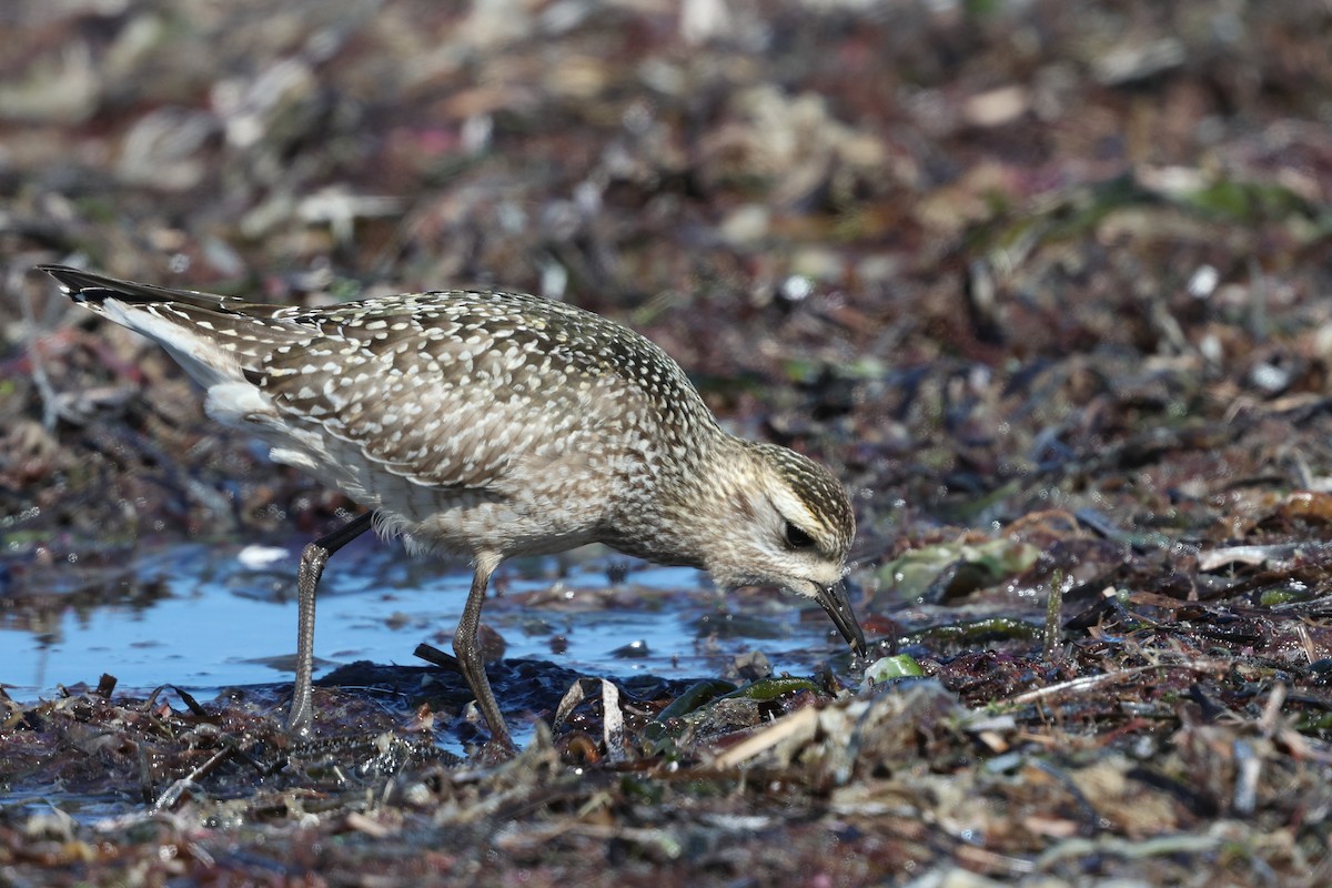 American Golden-Plover - ML642892397