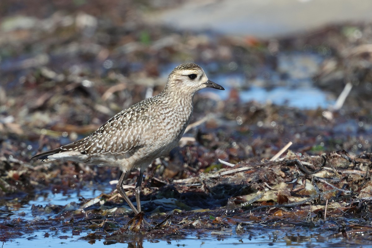 American Golden-Plover - ML642892398