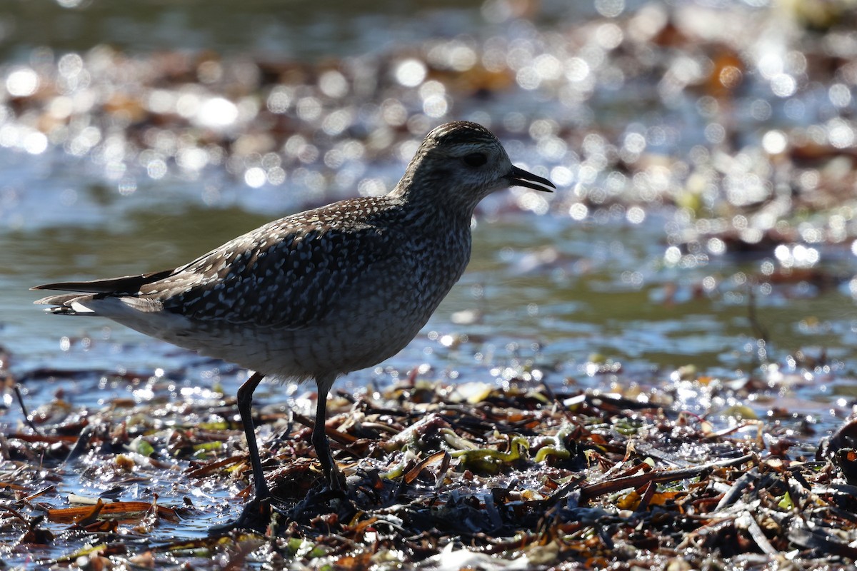 American Golden-Plover - ML642892399