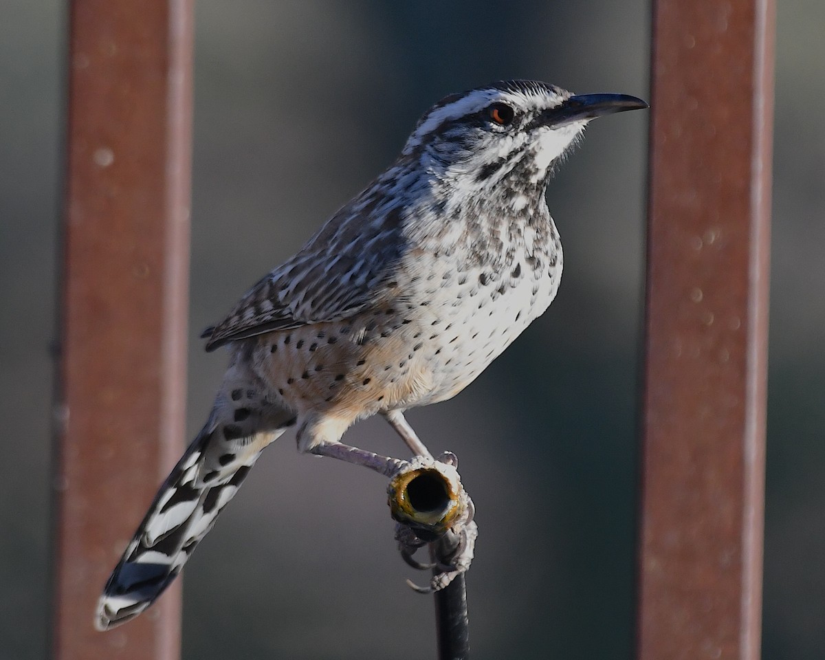 Cactus Wren - ML642892400