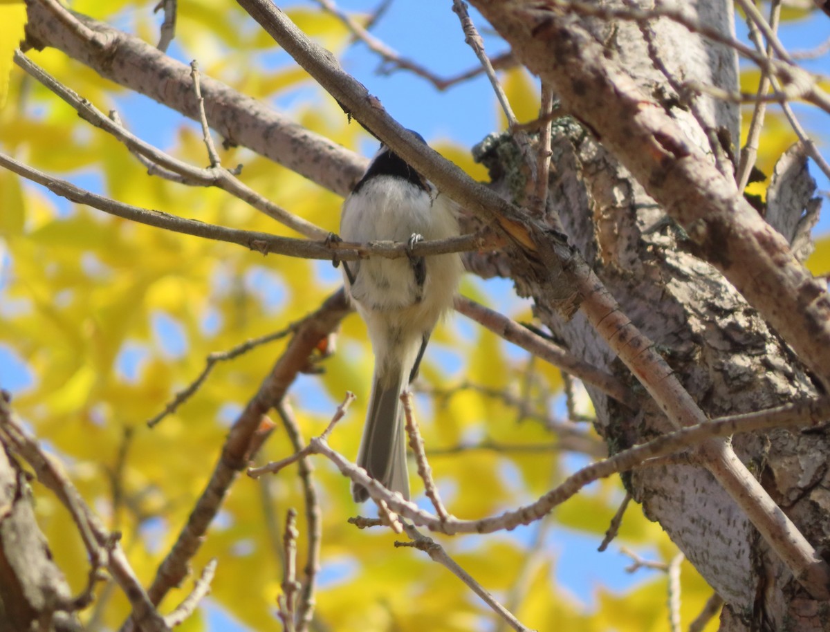 Black-capped Chickadee - ML642892405