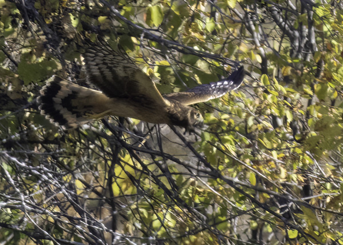 Northern Harrier - ML642892406