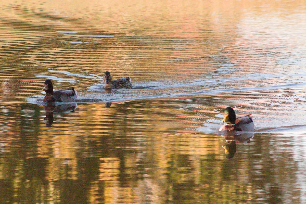 Mallard - ML642892425