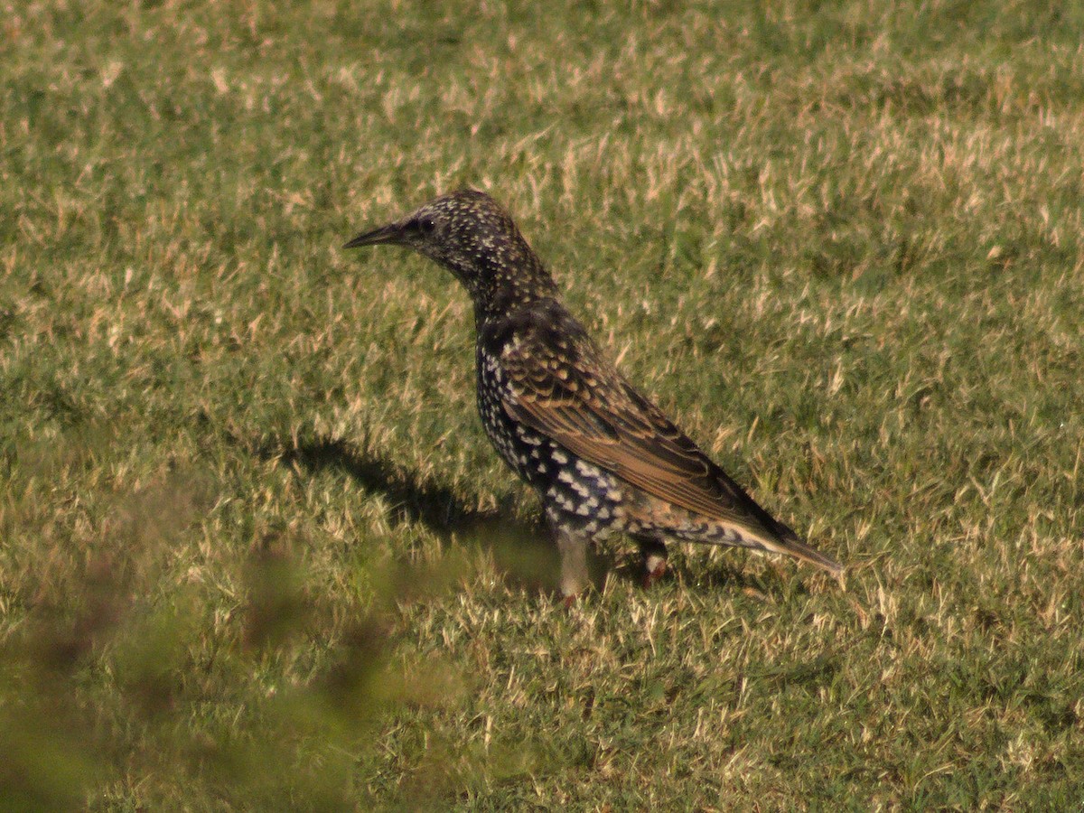 European Starling - ML642892426