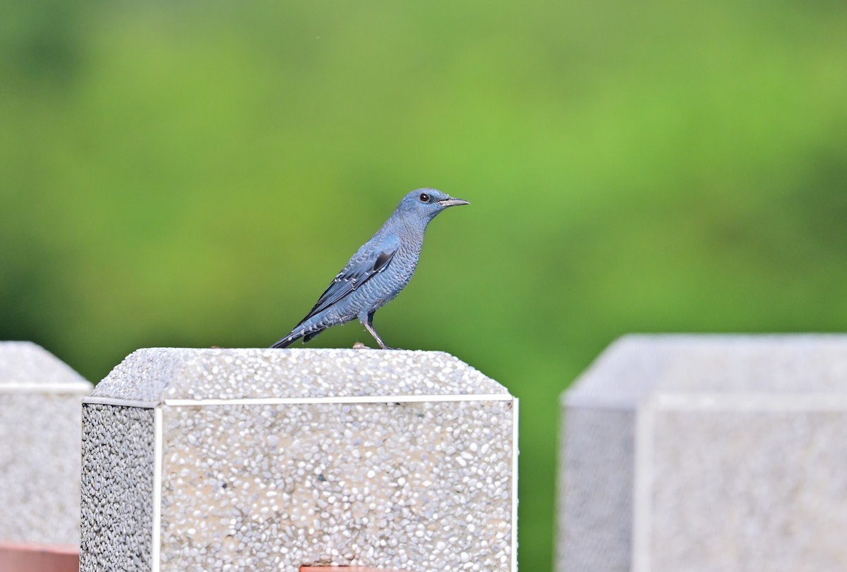 skalník modrý (ssp. pandoo) - ML642892428