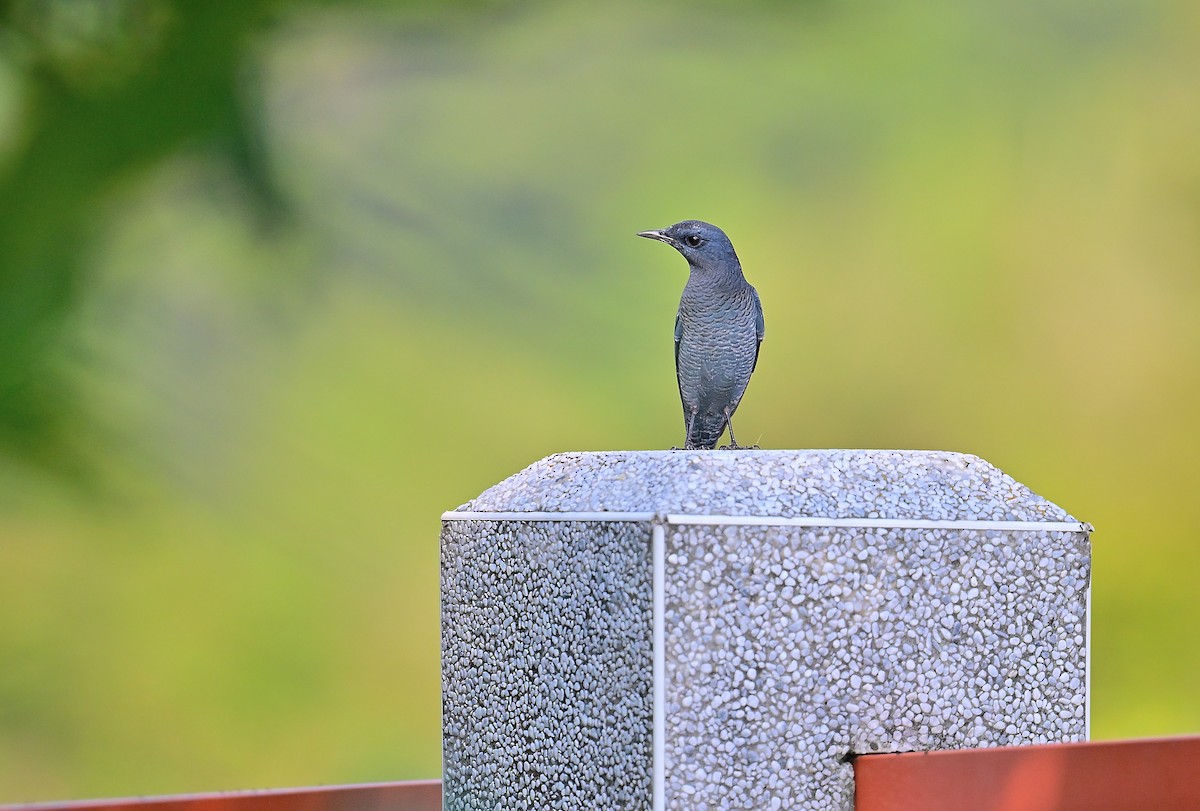skalník modrý (ssp. pandoo) - ML642892429