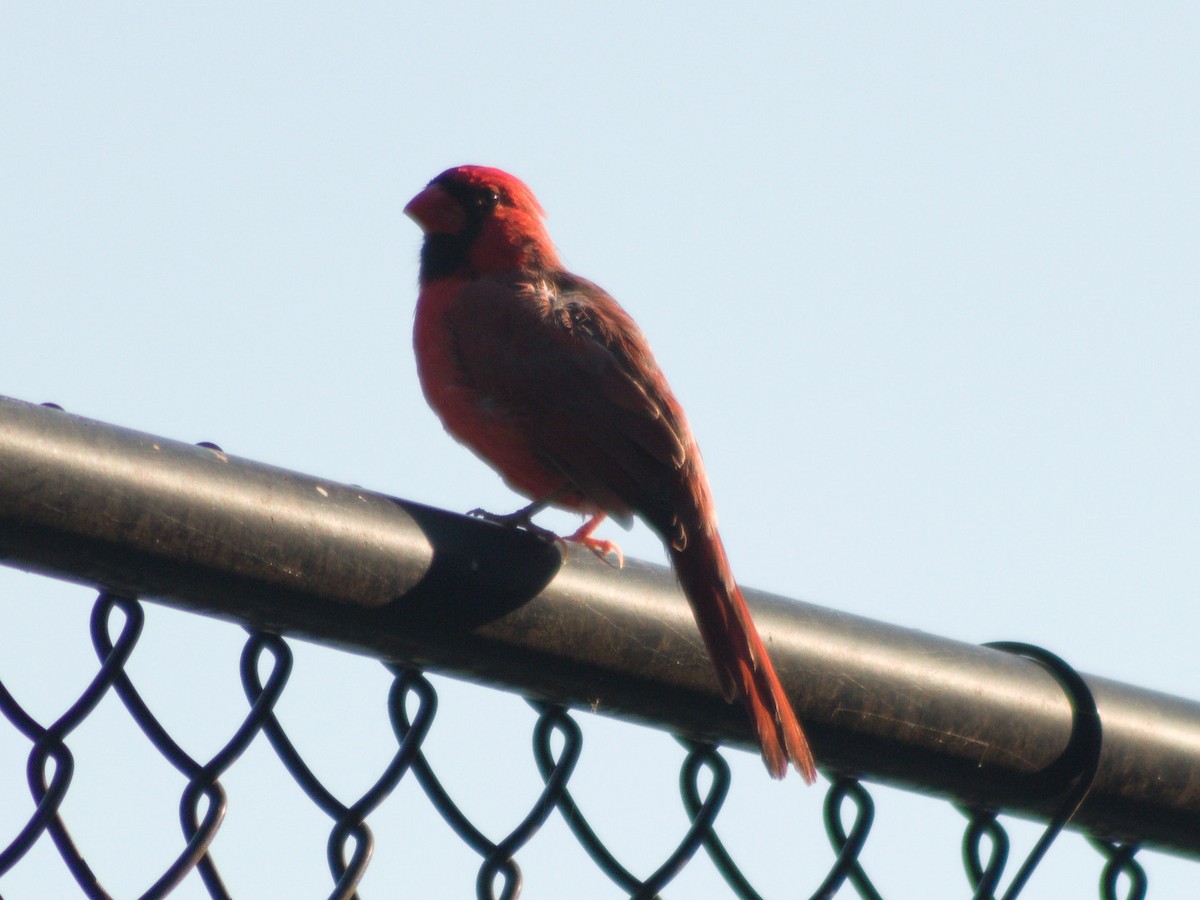 Northern Cardinal - ML642892430