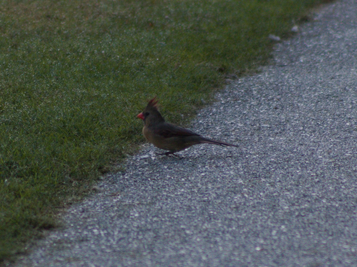 Northern Cardinal - ML642892431