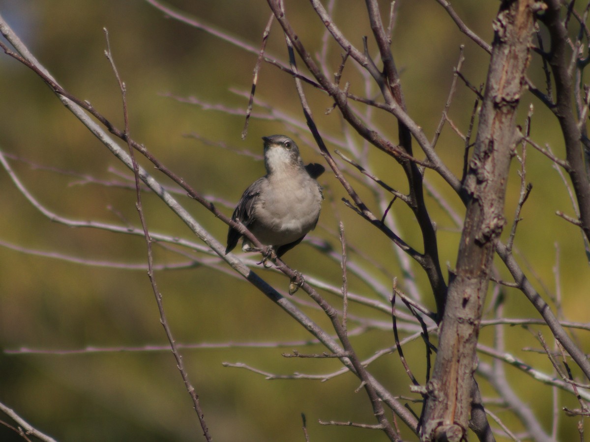 Northern Mockingbird - ML642892433