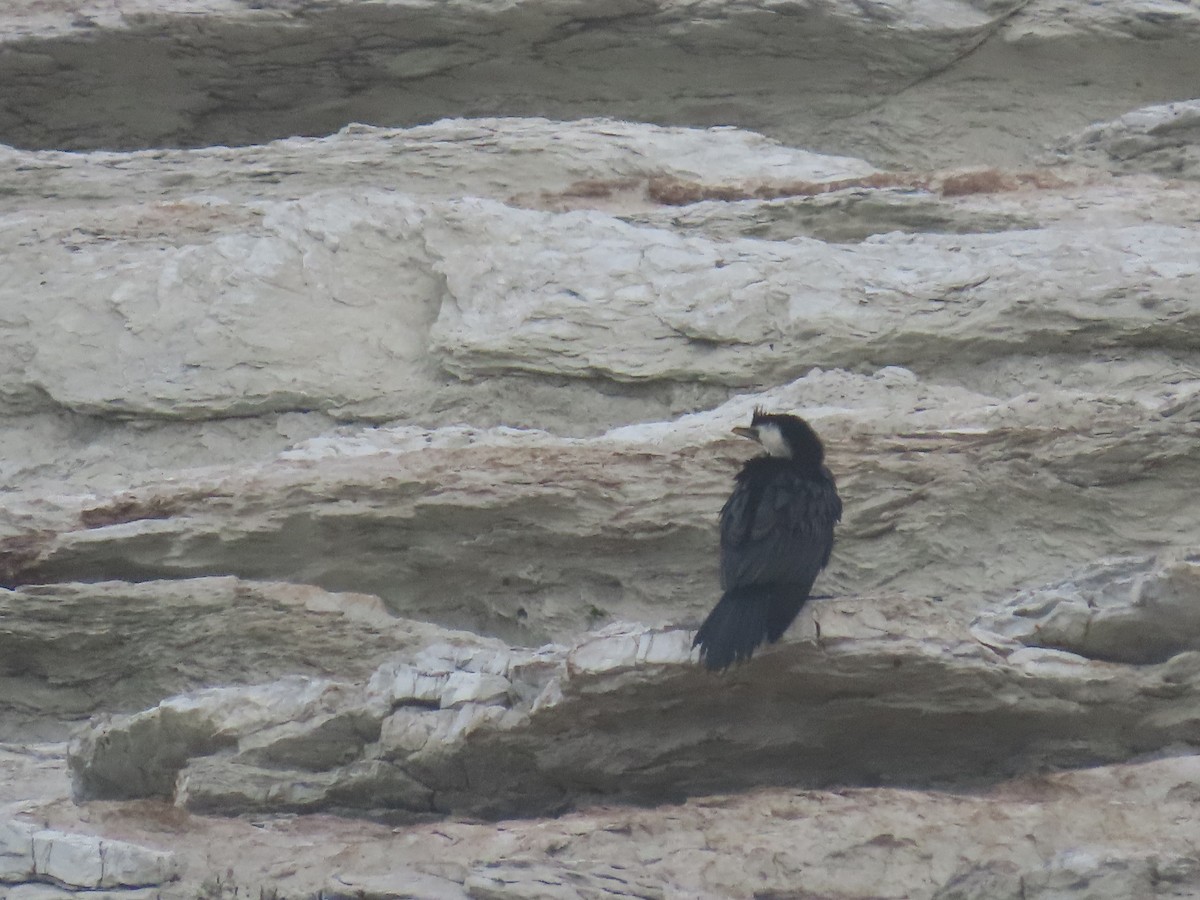 Little Pied Cormorant - ML642892443
