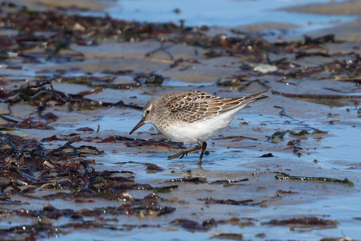 White-rumped Sandpiper - ML642892457