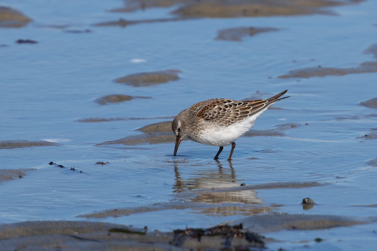 White-rumped Sandpiper - ML642892458