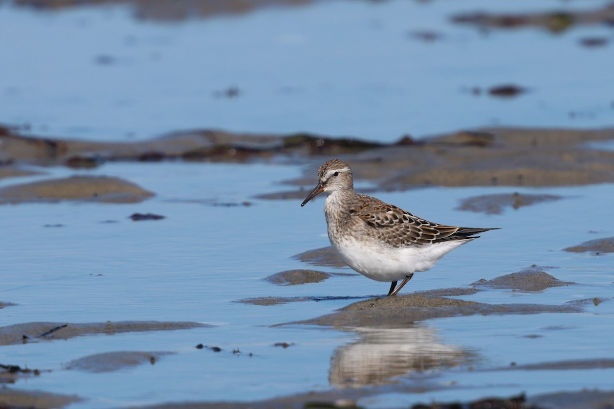 White-rumped Sandpiper - ML642892459