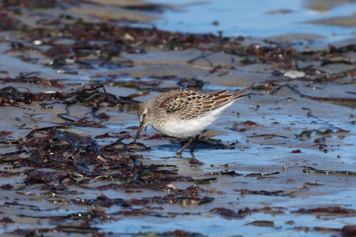White-rumped Sandpiper - ML642892460