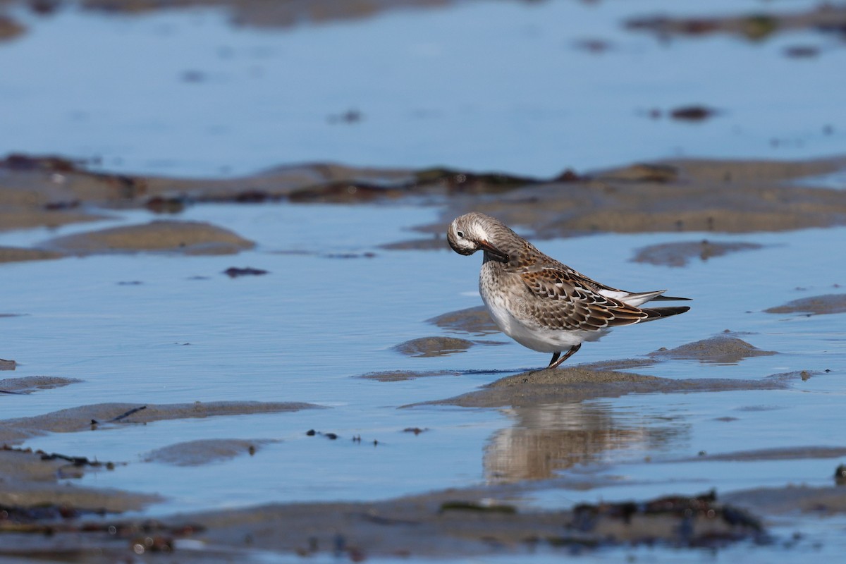 White-rumped Sandpiper - ML642892461