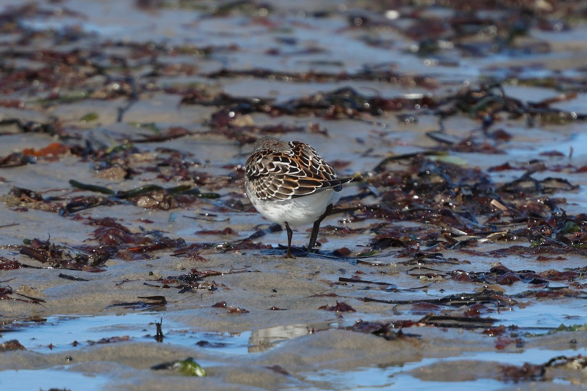 White-rumped Sandpiper - ML642892462