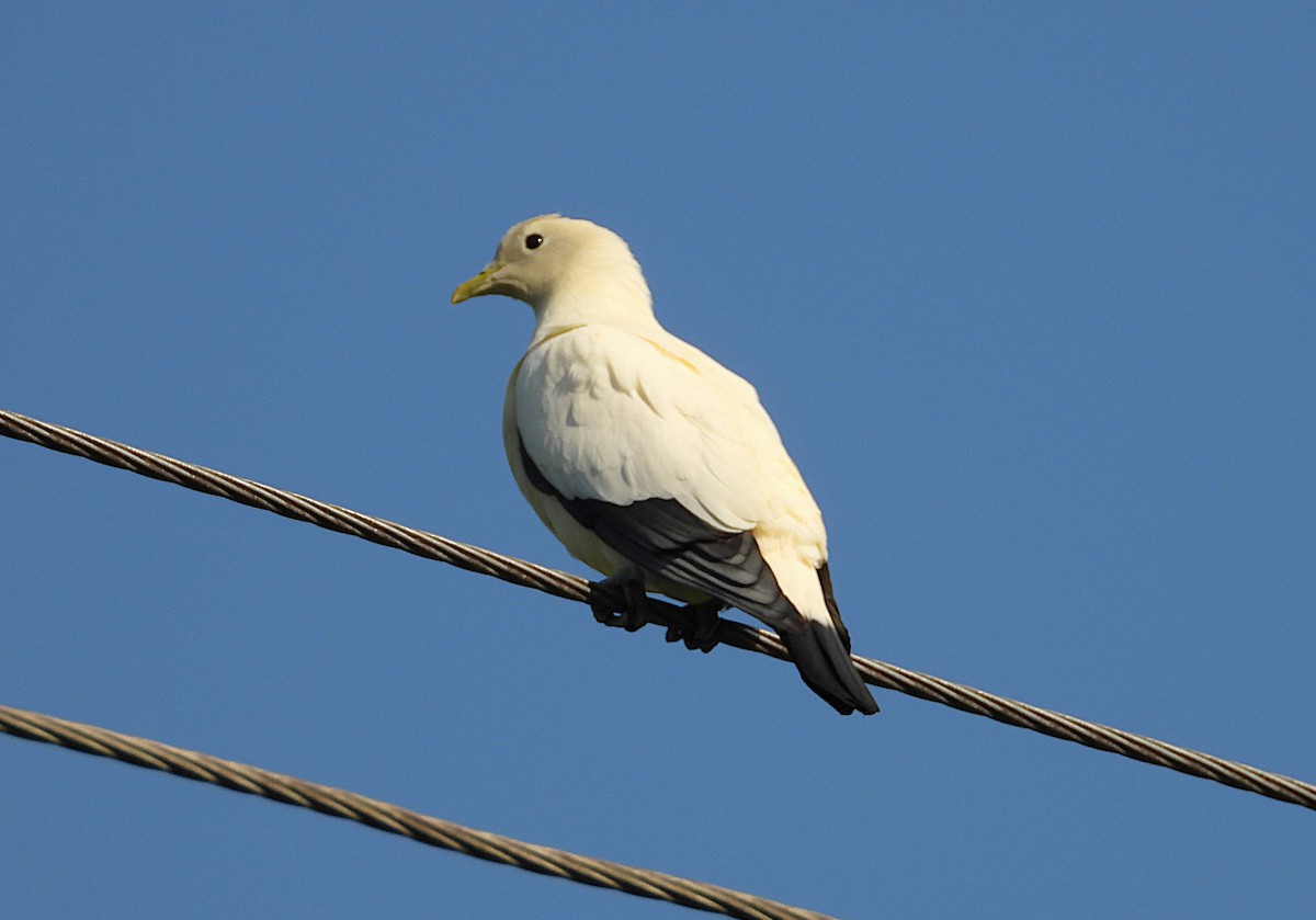 Torresian Imperial-Pigeon - ML642892463