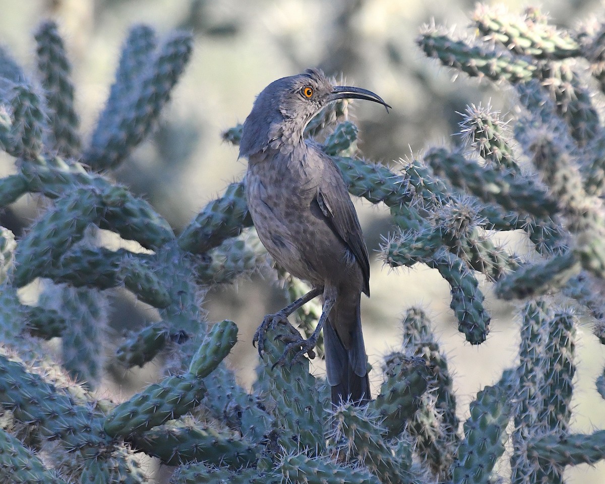 Curve-billed Thrasher - ML642892464