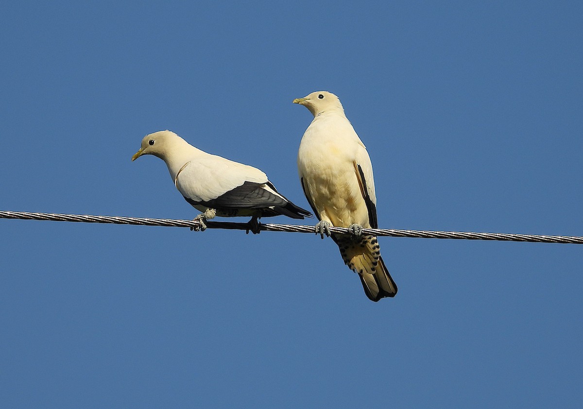 Torresian Imperial-Pigeon - ML642892465