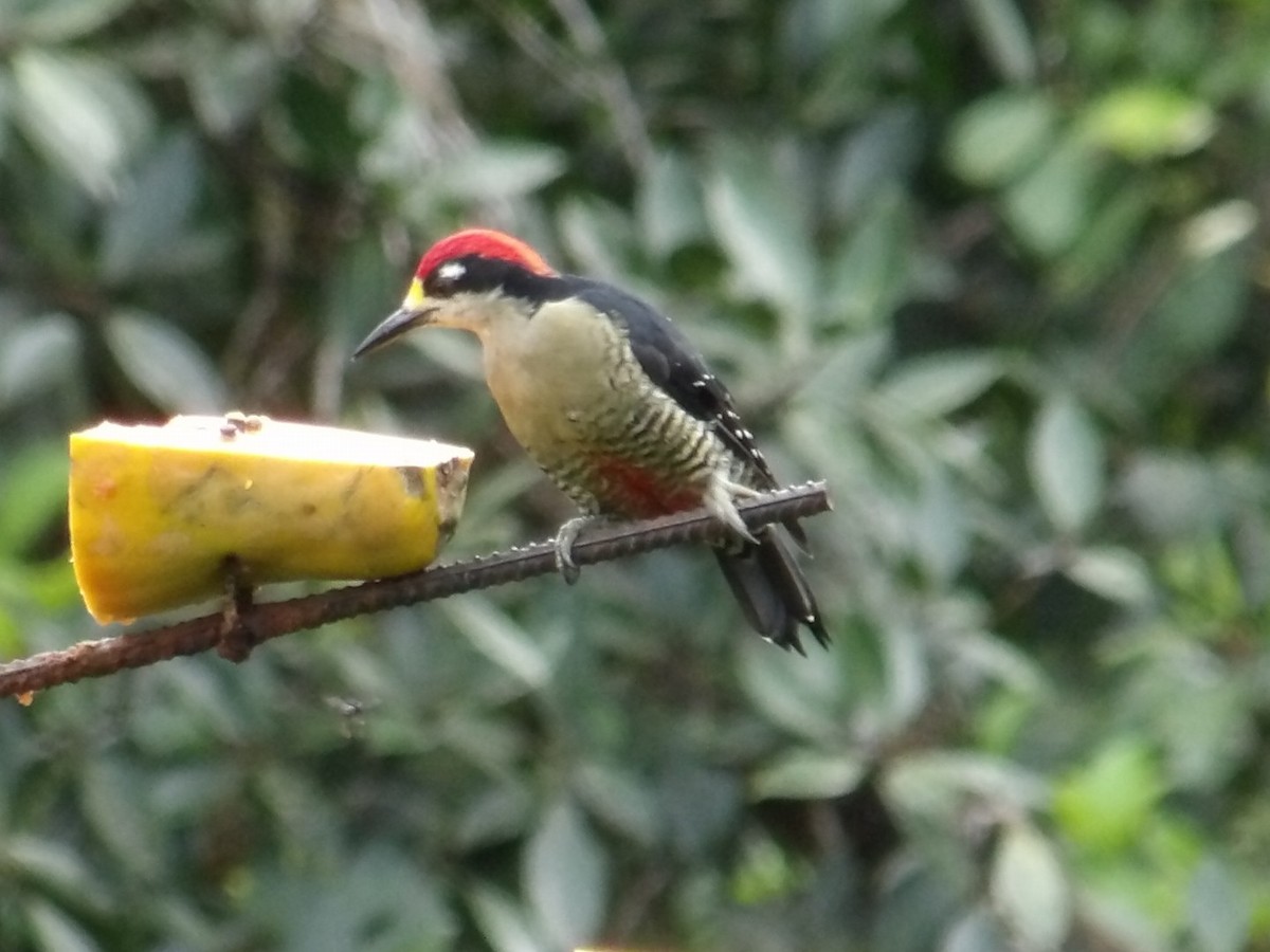 Black-cheeked Woodpecker - ML642892467