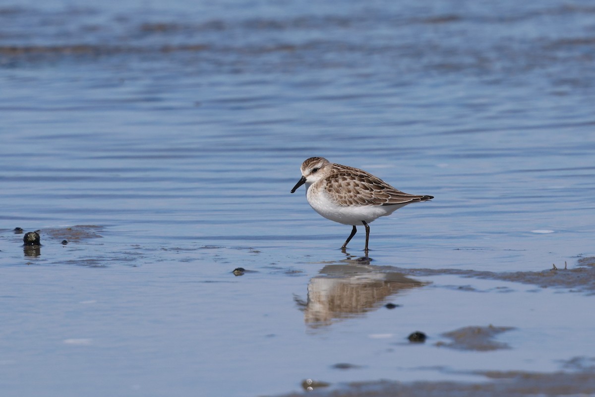 Semipalmated Sandpiper - ML642892469