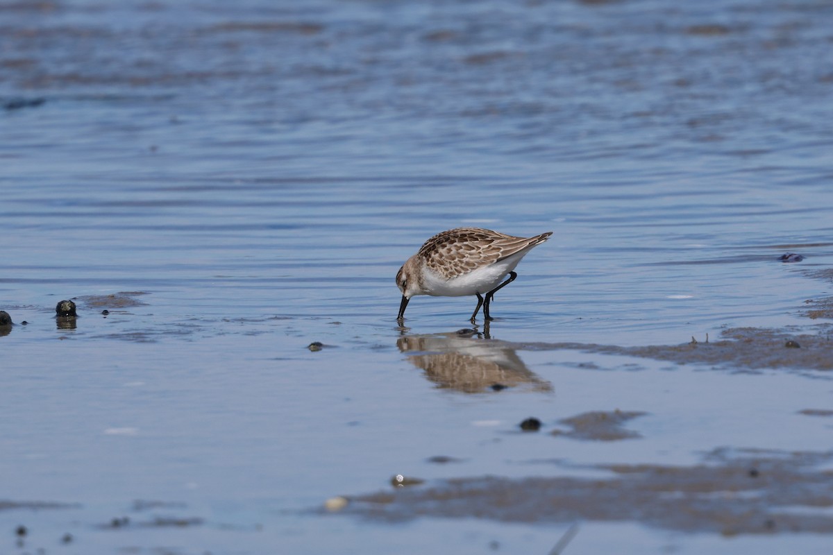 Semipalmated Sandpiper - ML642892470
