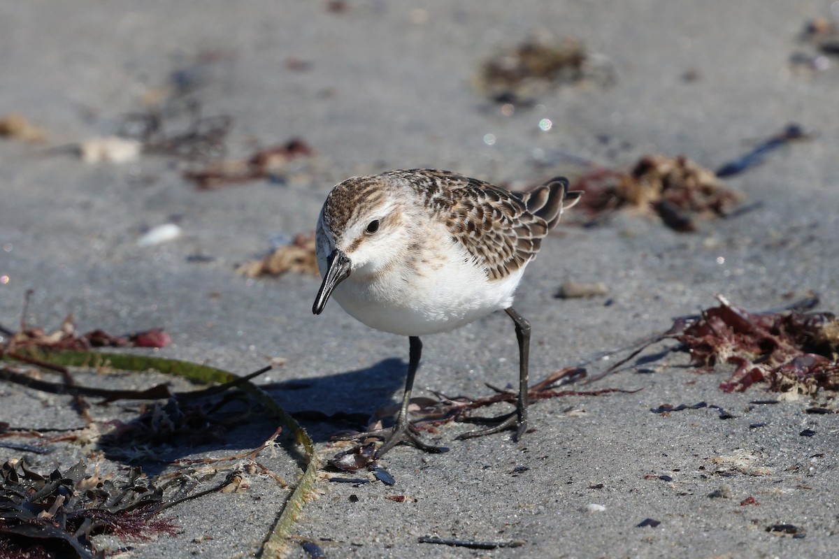 Semipalmated Sandpiper - ML642892471