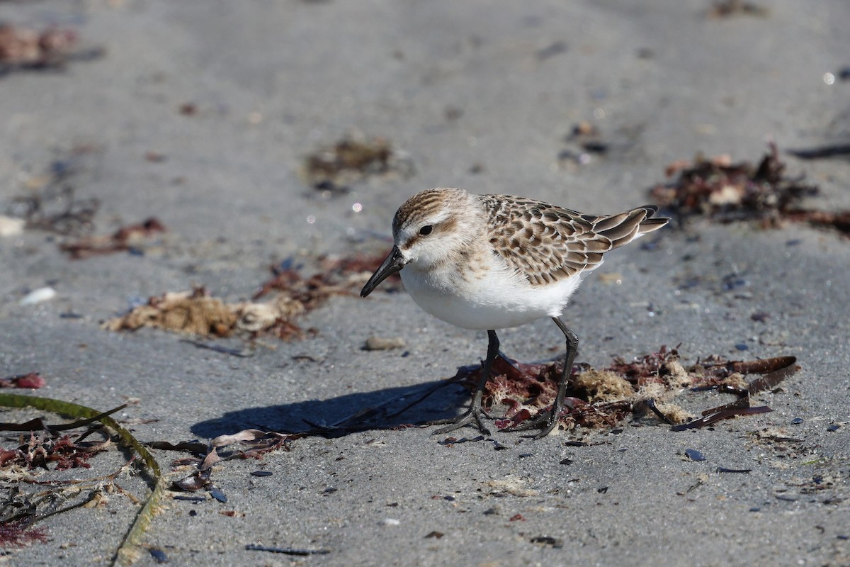 Semipalmated Sandpiper - ML642892472
