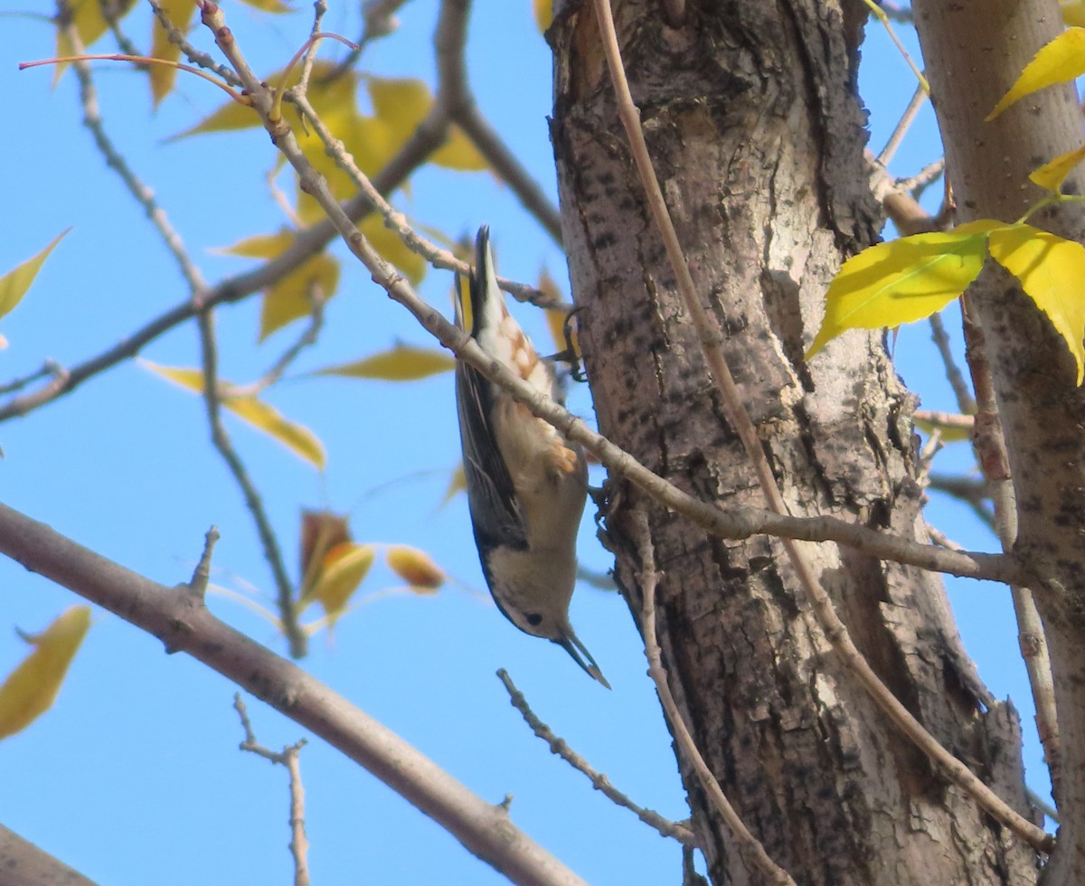 White-breasted Nuthatch - ML642892475