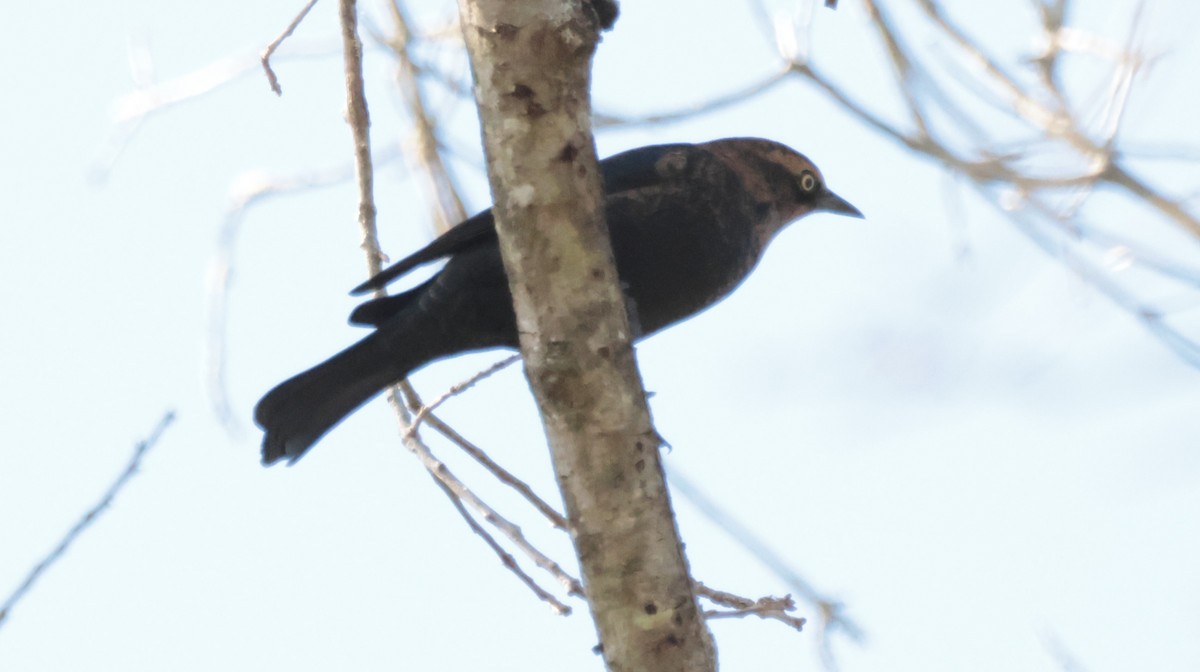 Rusty Blackbird - ML642892476