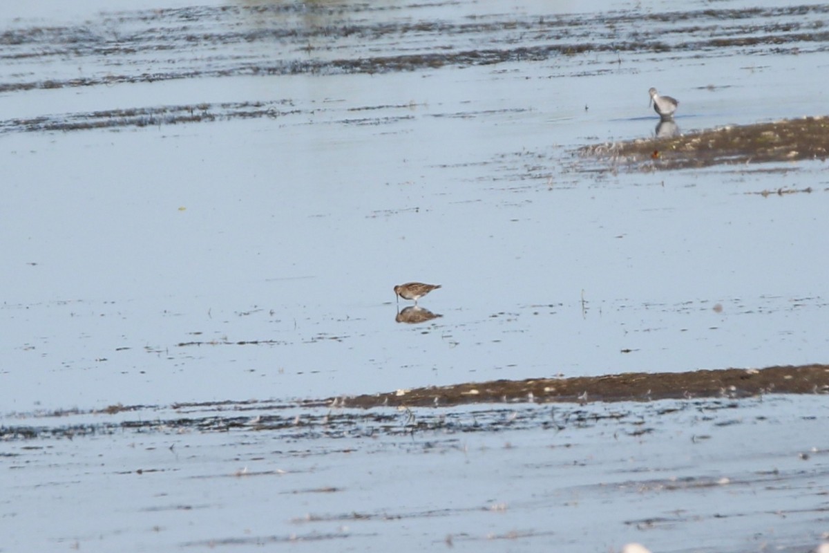Stilt Sandpiper - ML642892481