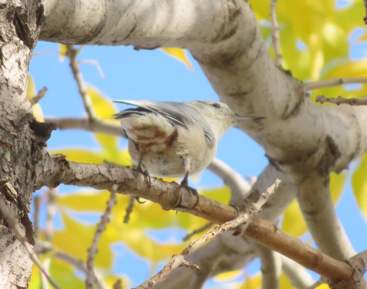 White-breasted Nuthatch - ML642892484