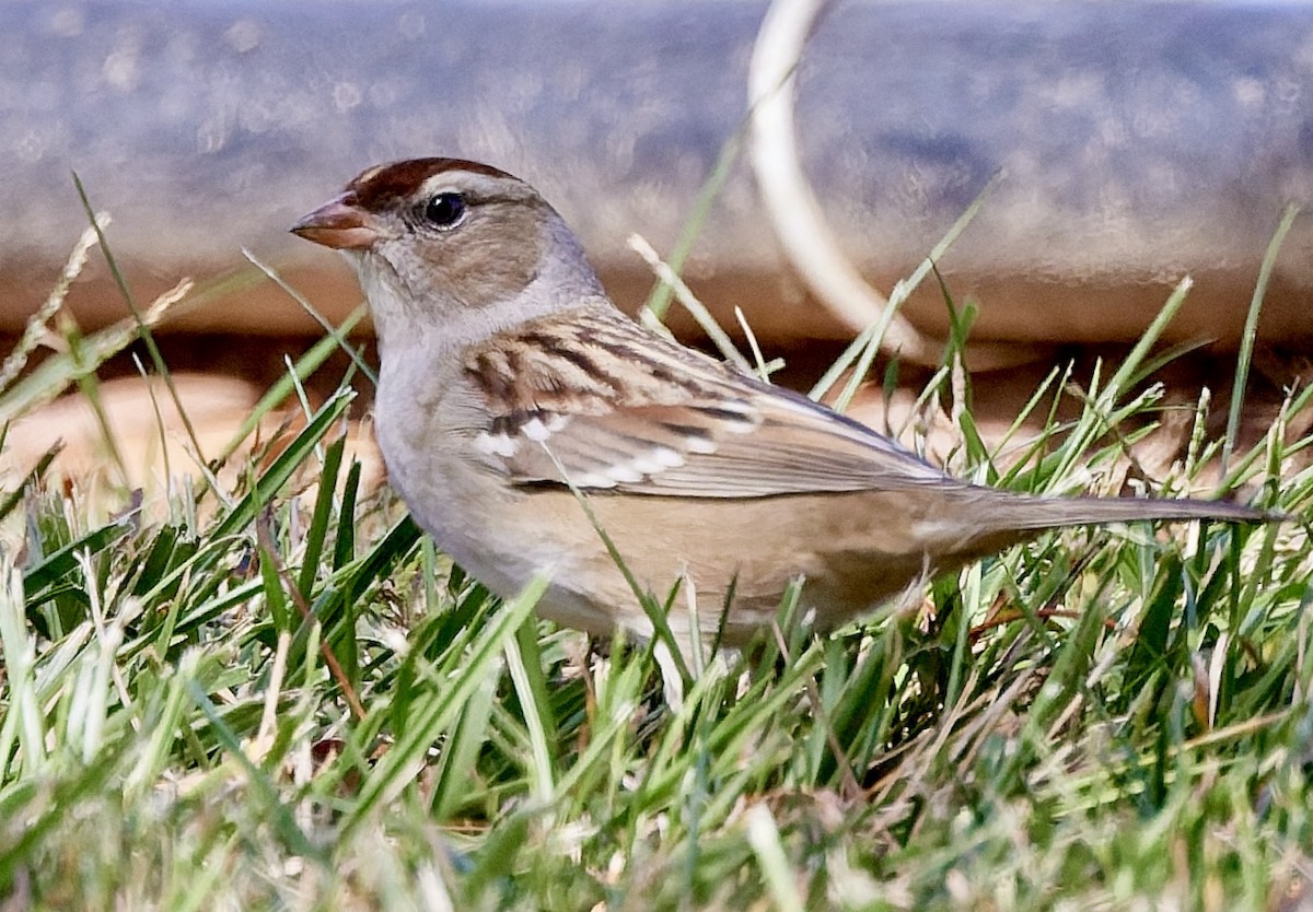 White-crowned Sparrow - ML642892486
