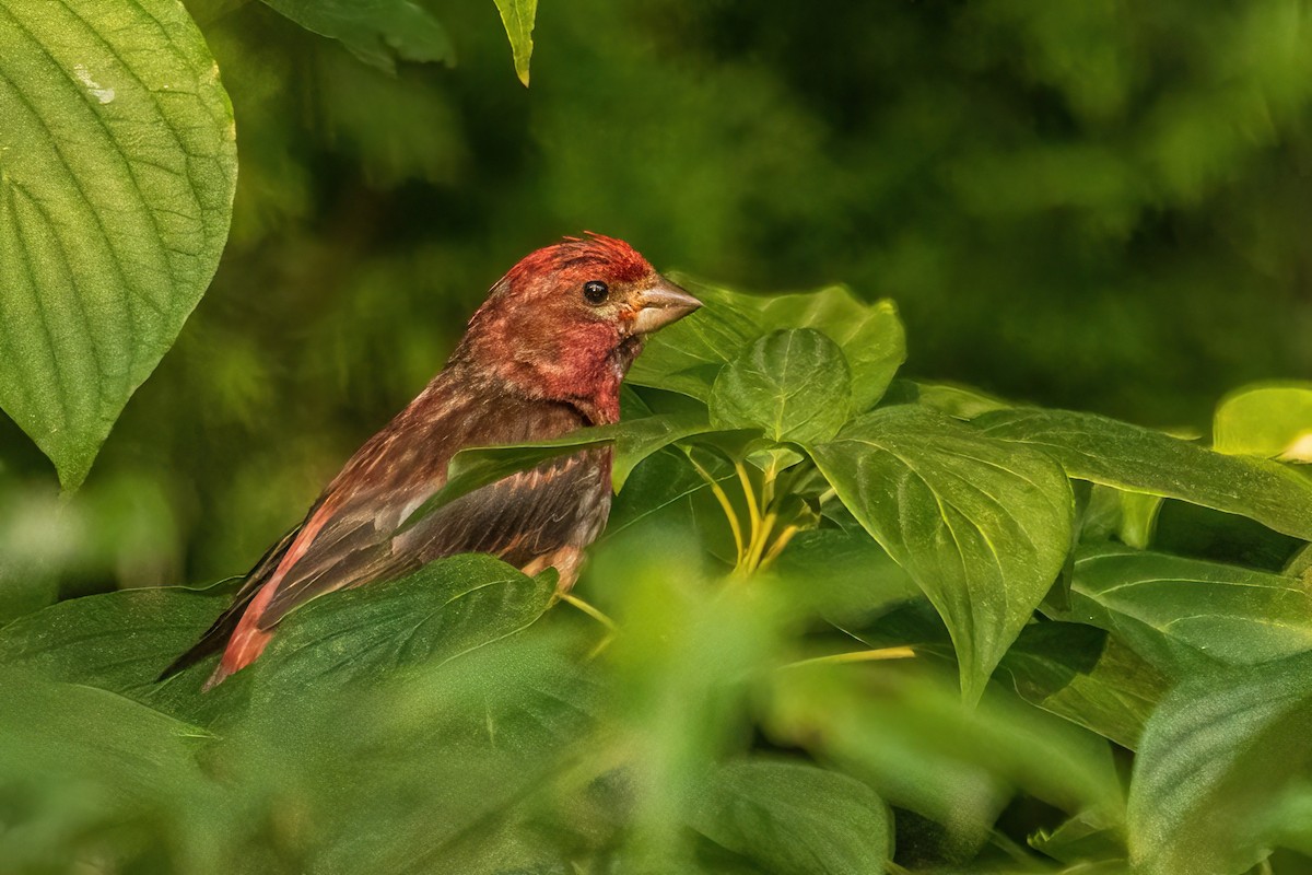 Purple Finch - ML642892489