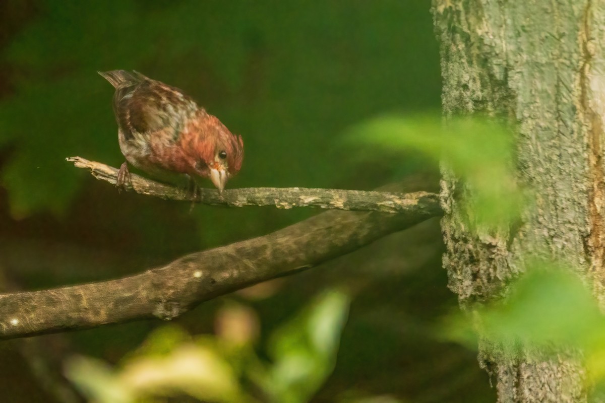 Purple Finch - ML642892490