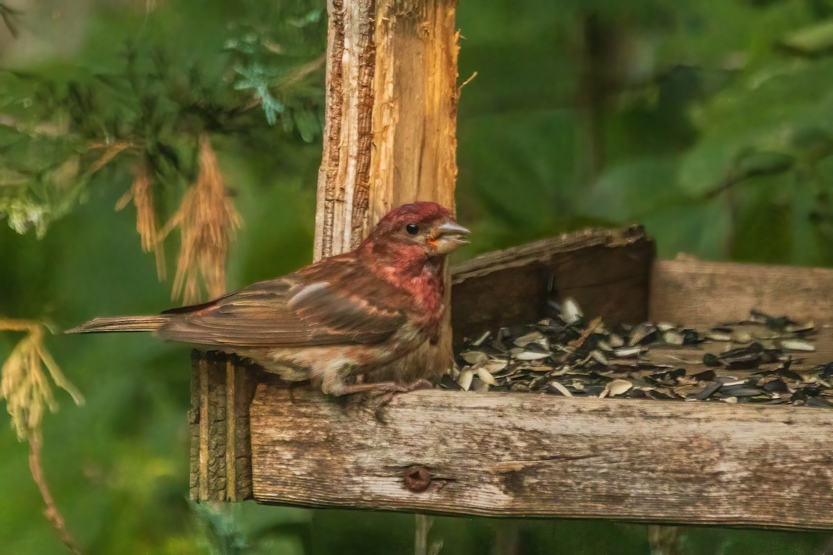 Purple Finch - ML642892491