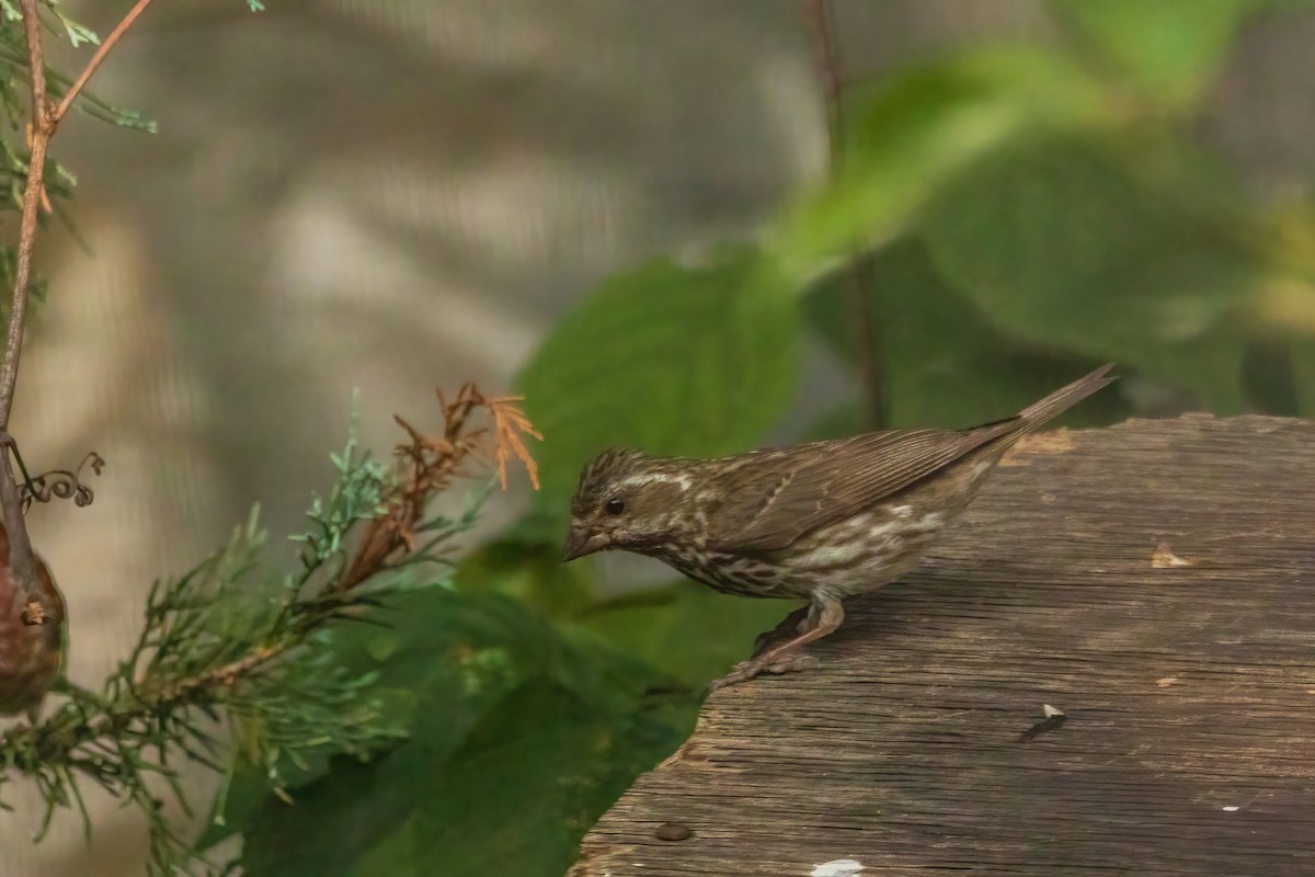 Purple Finch - ML642892492