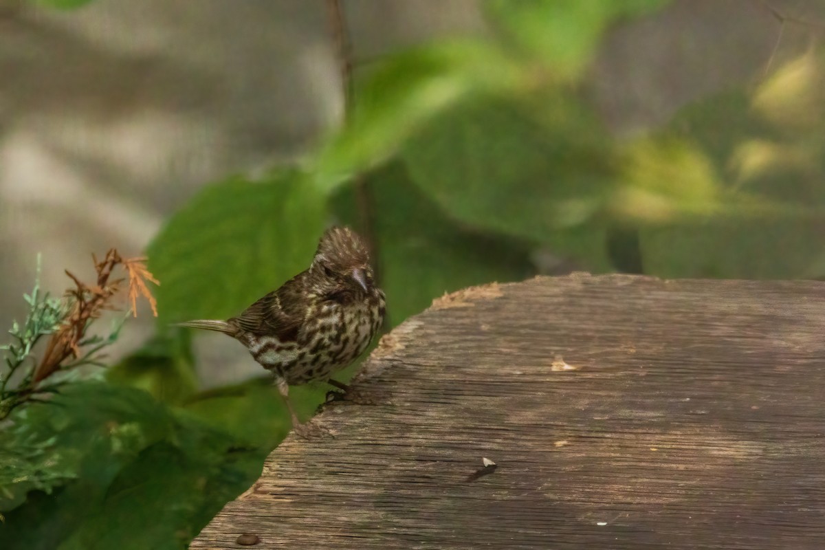 Purple Finch - ML642892493