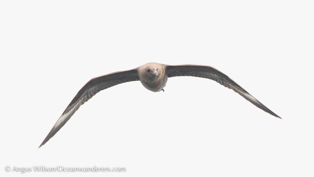 South Polar Skua - Angus Wilson